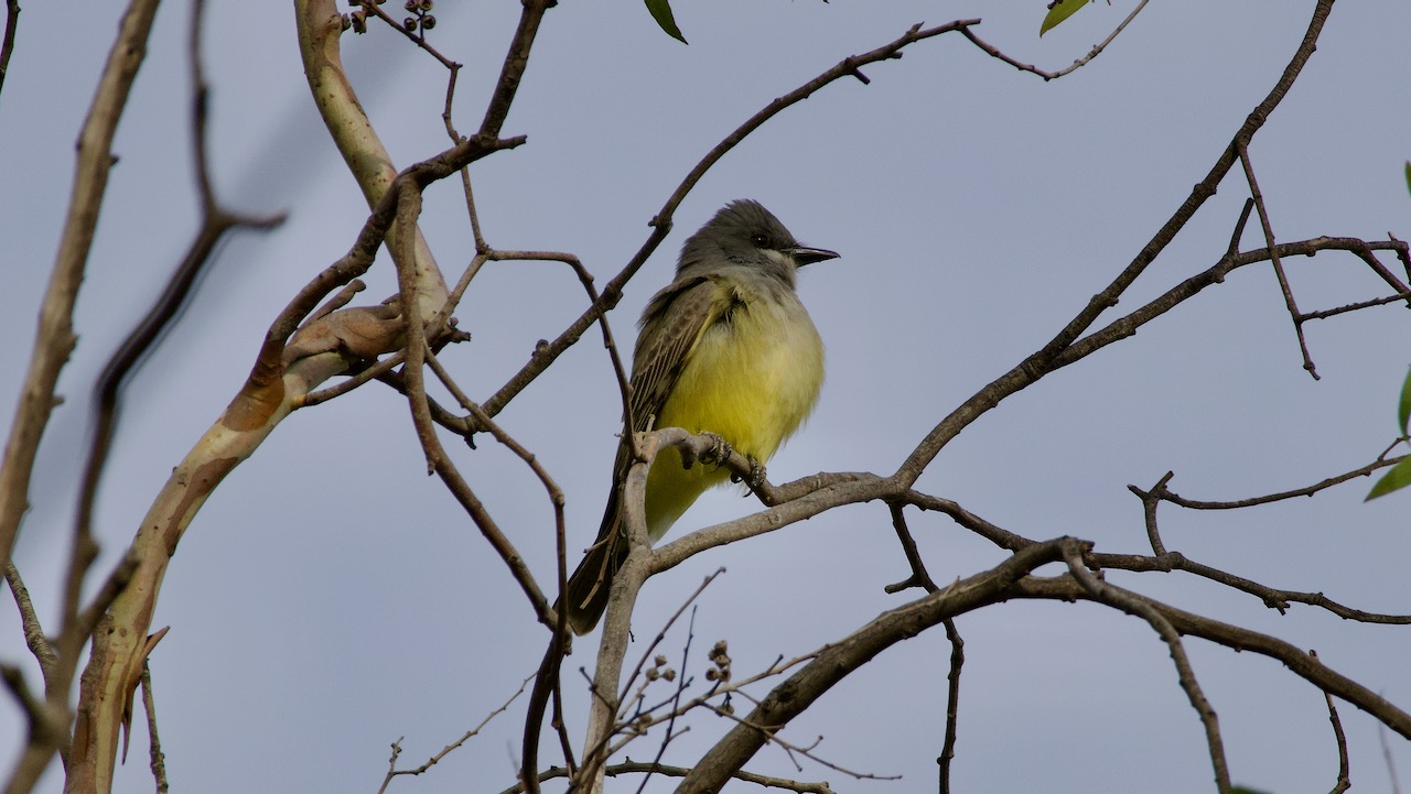 Cassin’s Kingbird