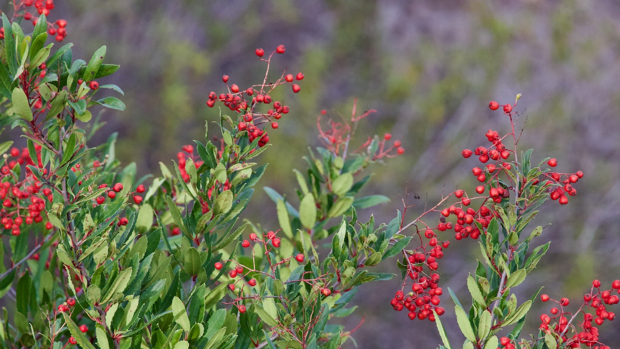 Toyon