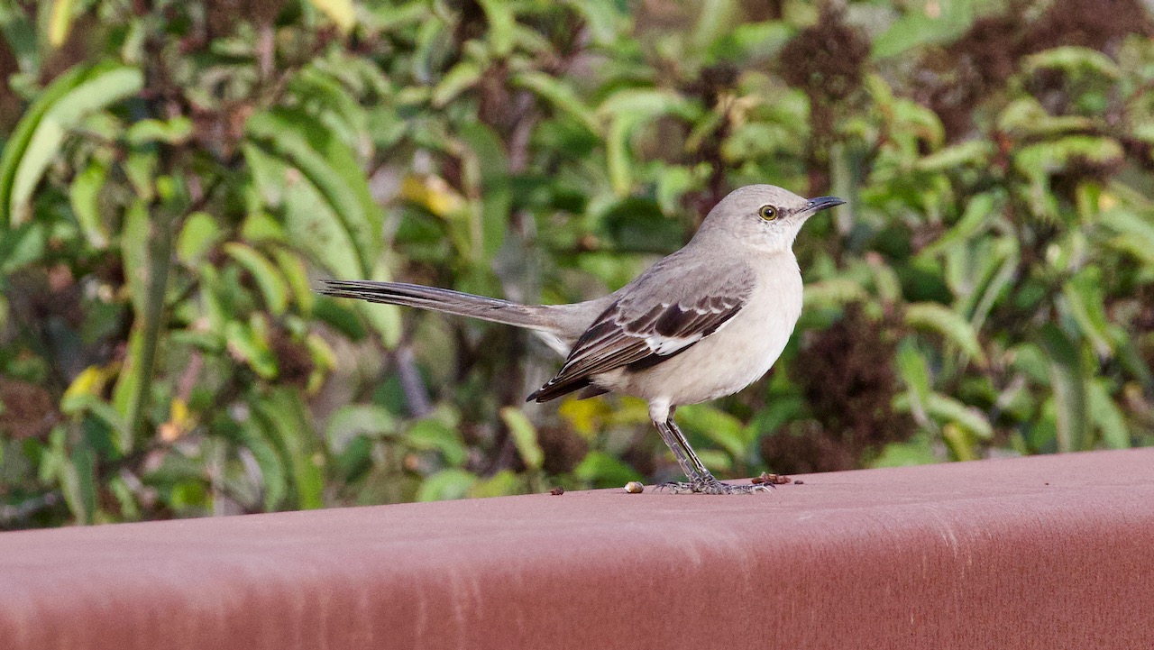 Northern Mockingbird