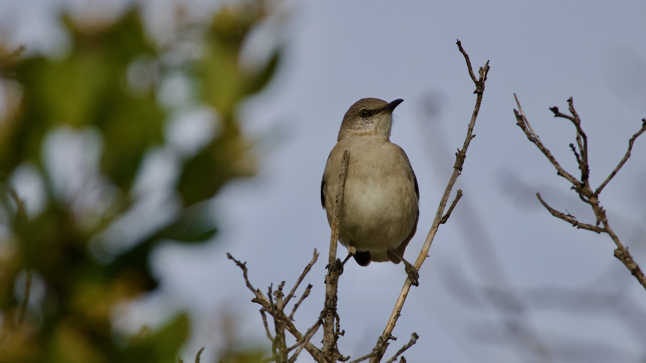 Northern Mockingbird