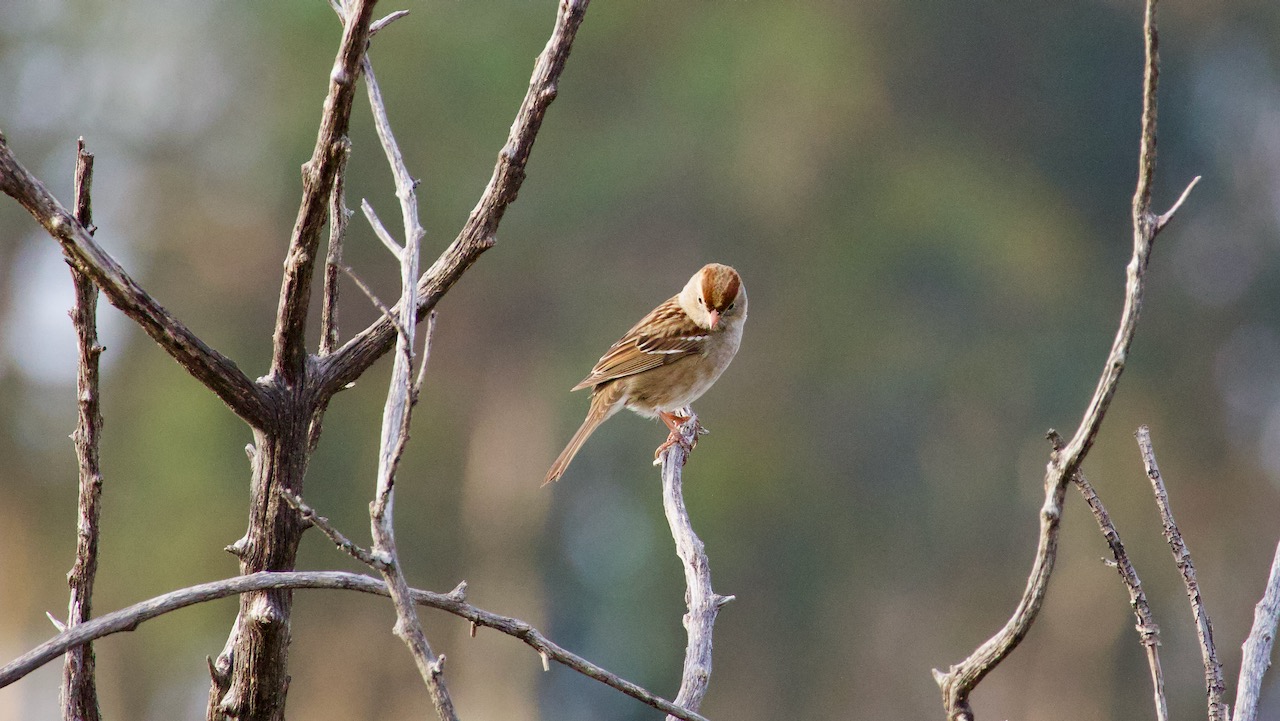 White-crowned Sparrow