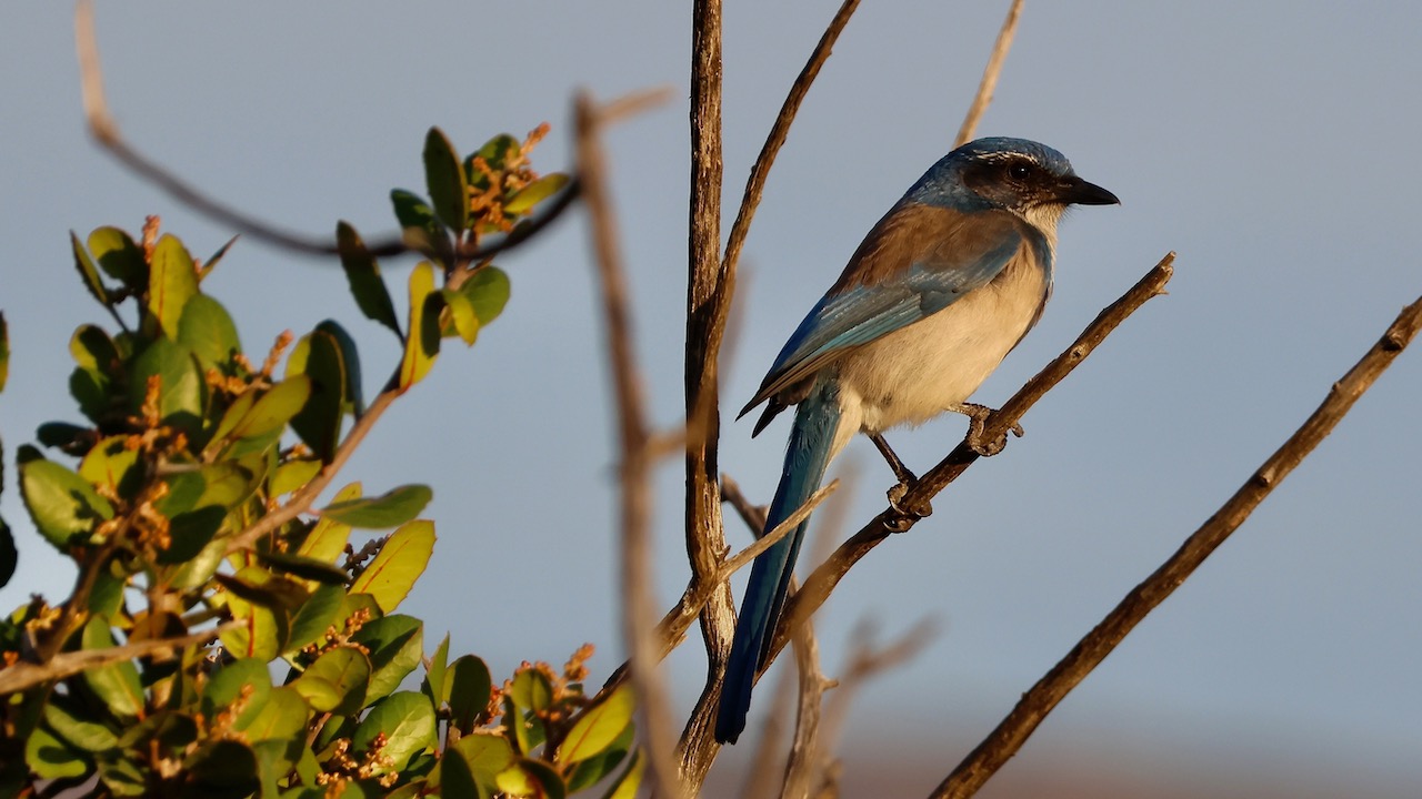 California Scrub-jay