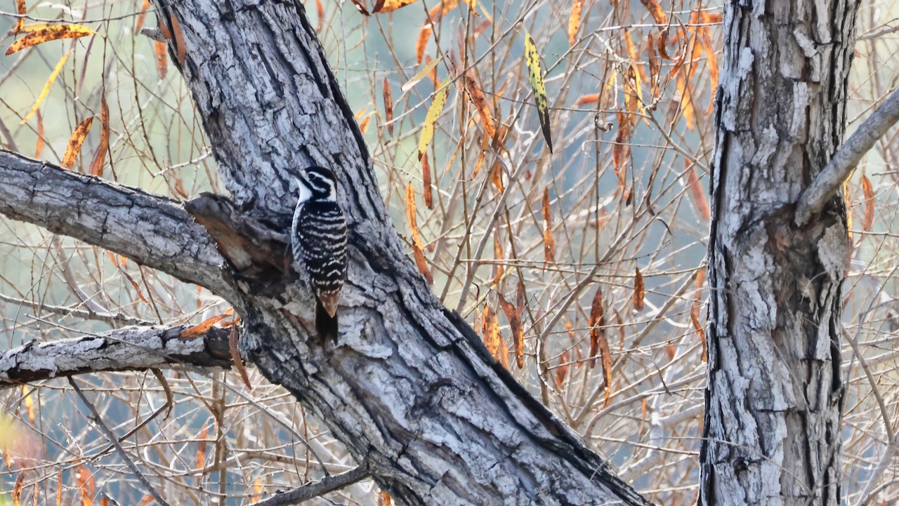 Nuttall’s Woodpecker’s