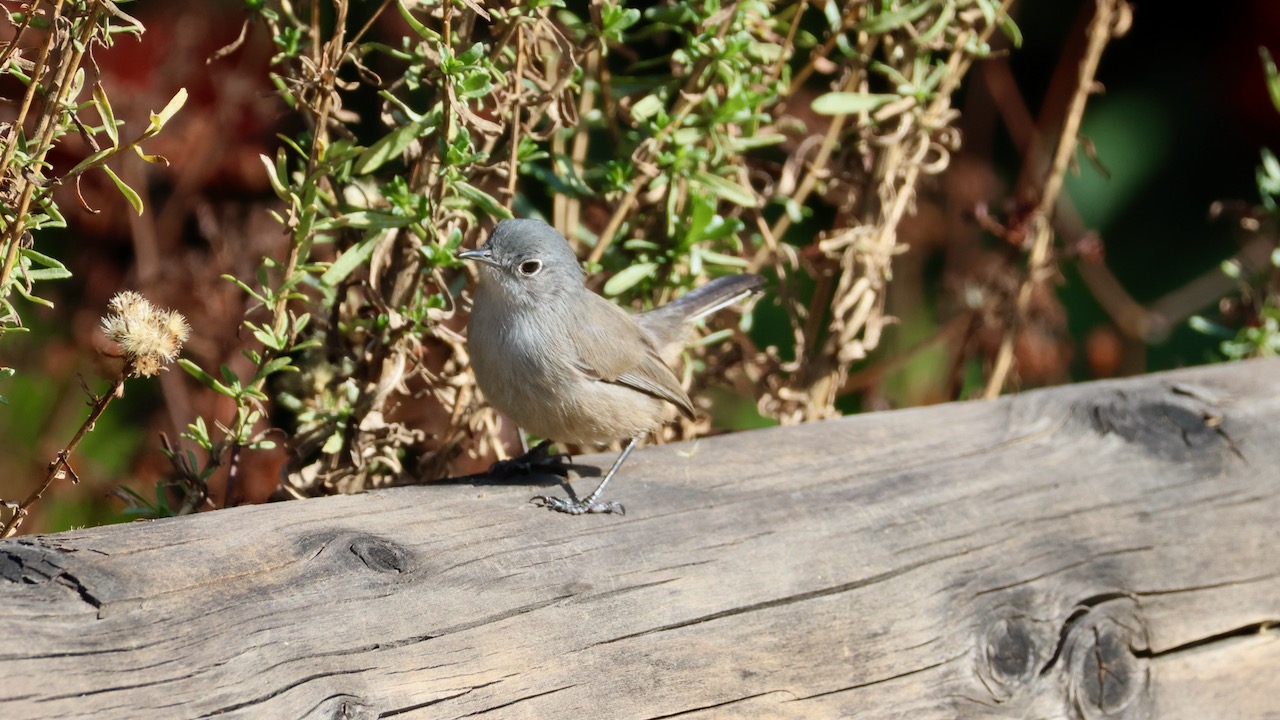 Blue-gray Gnatcatcher