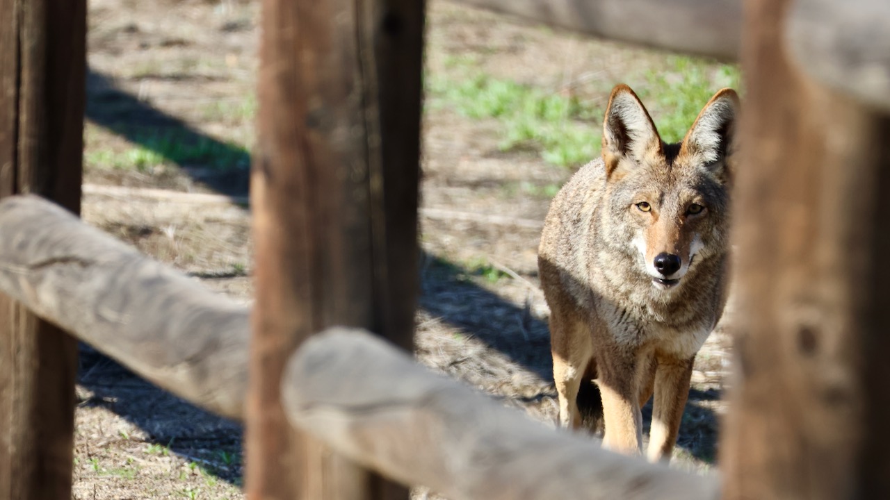 Coyote