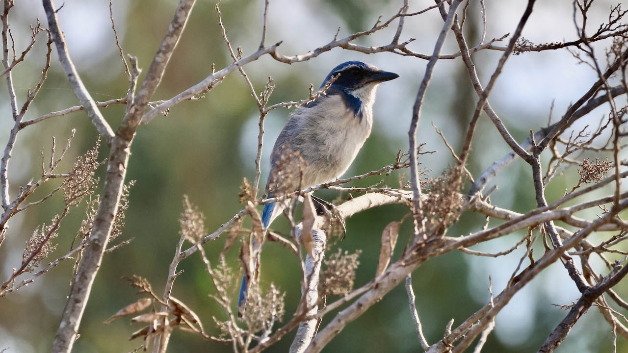 California Scrub-jay