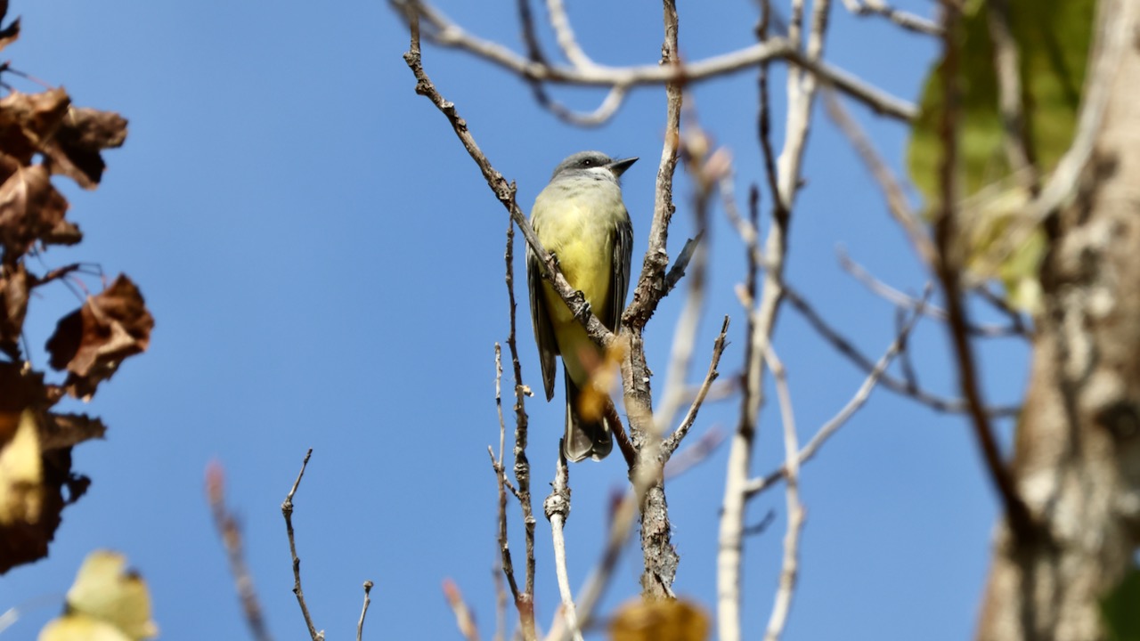 Cassin’s Kingbird