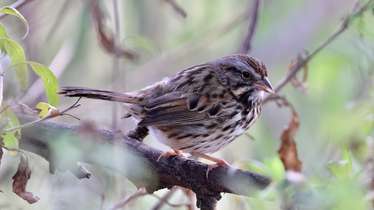 Song Sparrow