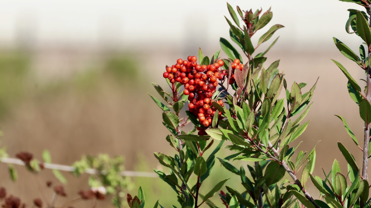 Toyon