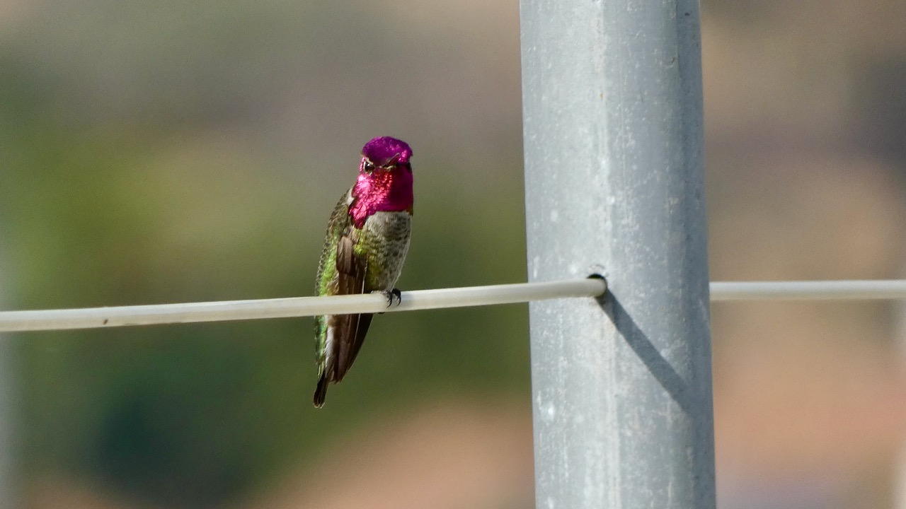 Anna’s Hummingbird