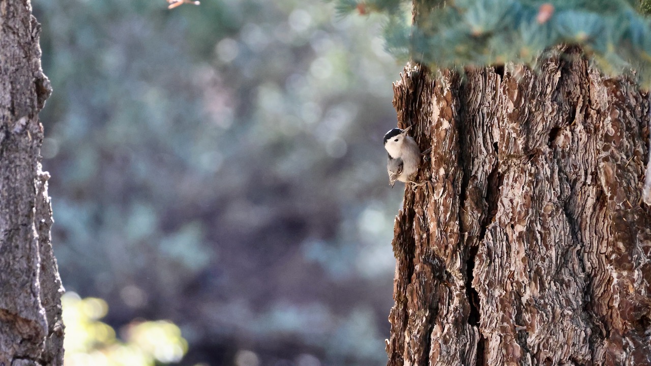 White-breasted Nuthatch