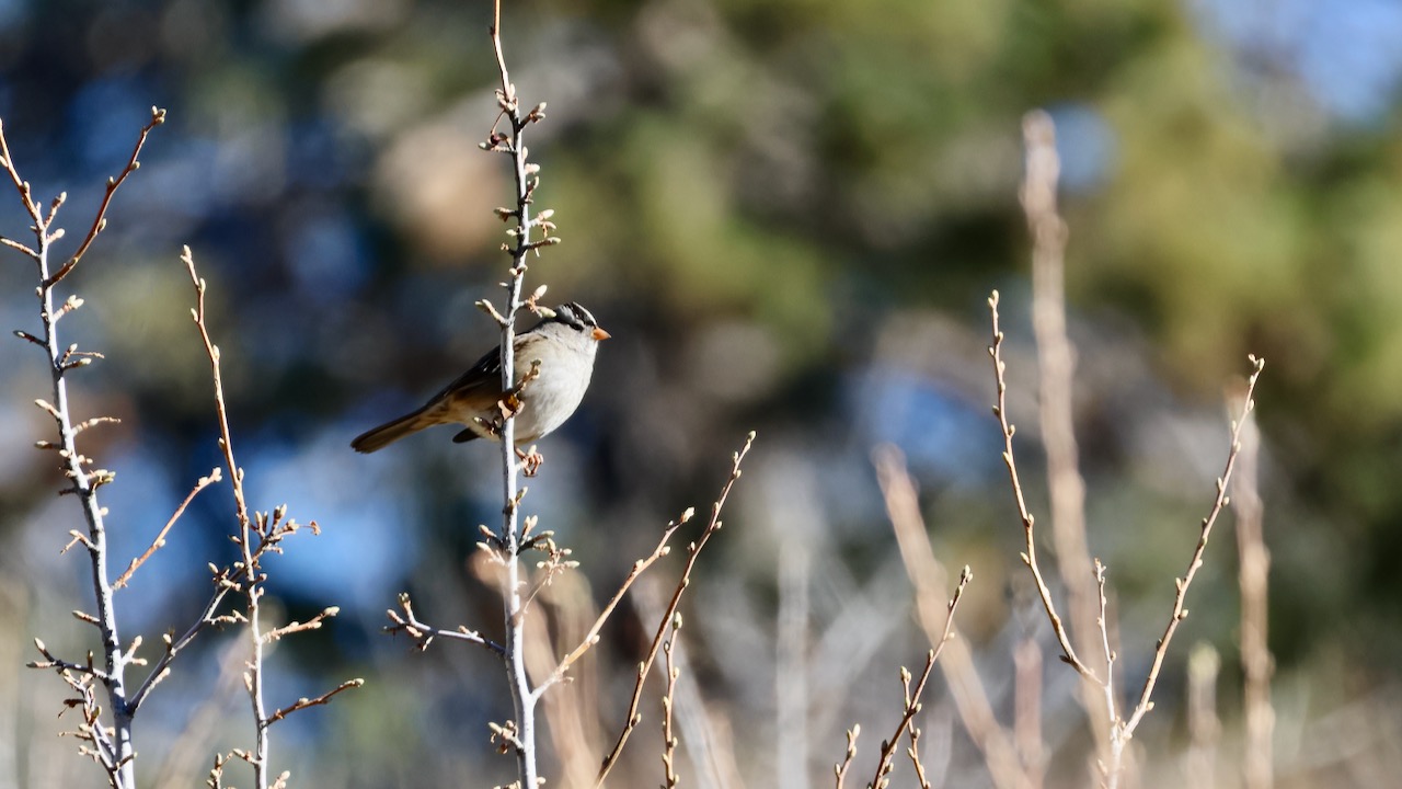 White-crowned Sparrow