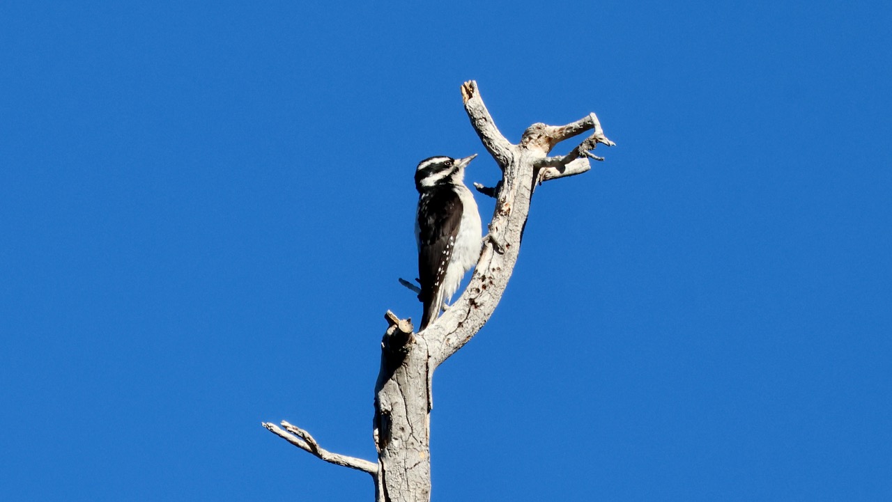 Hairy Woodpecker