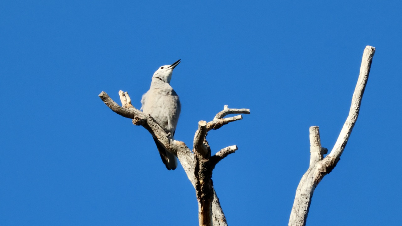 Clark’s Nutcracker