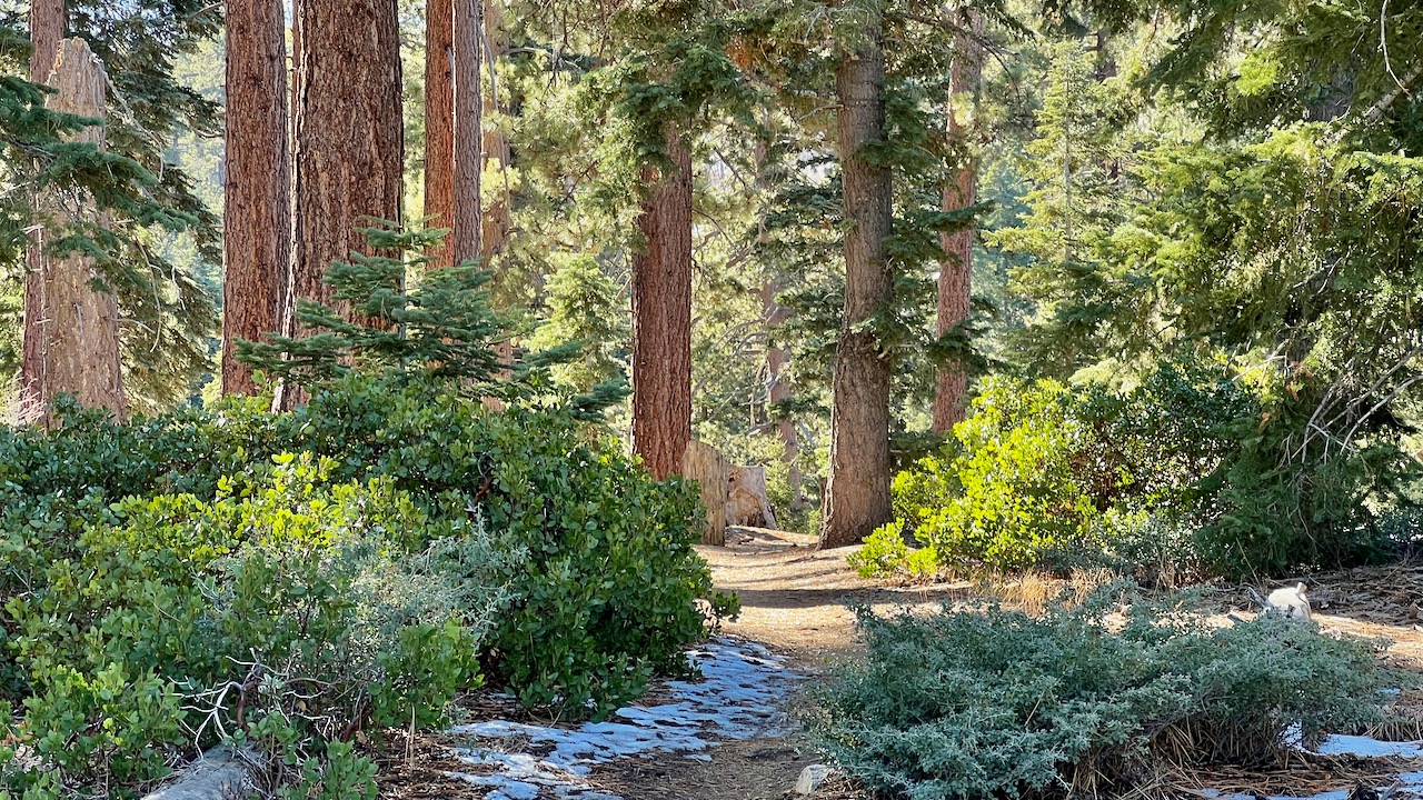 Trail View