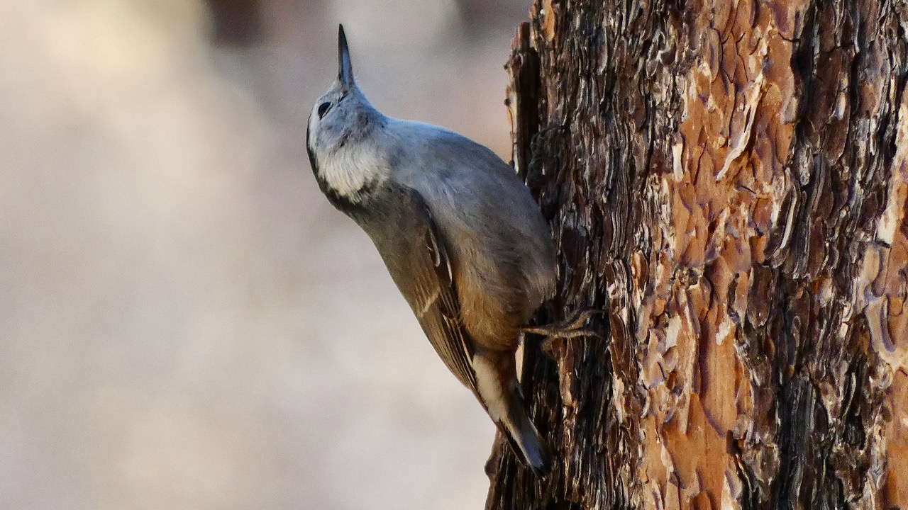 White-breasted Nuthatch