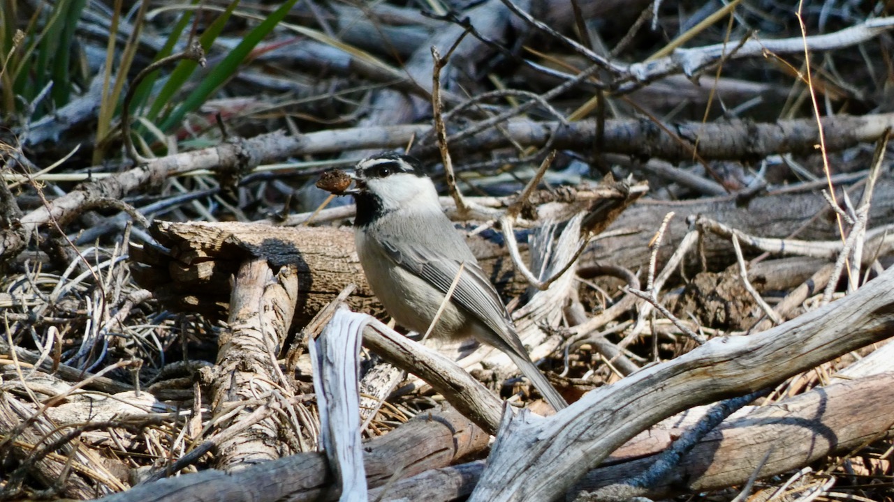 Mountain Chickadee