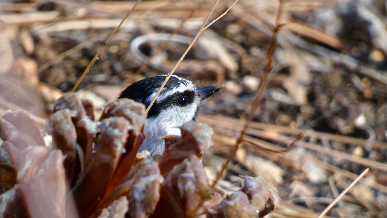 Mountain Chickadees