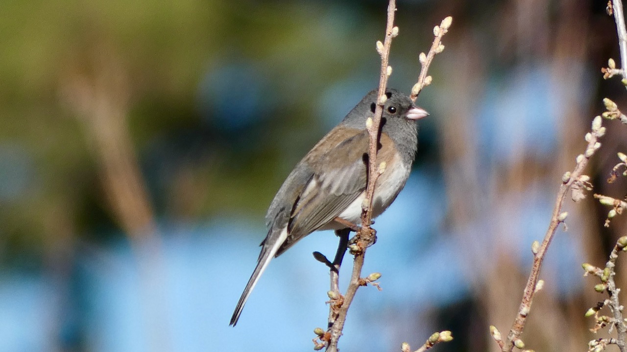 Dark-eyed Junco