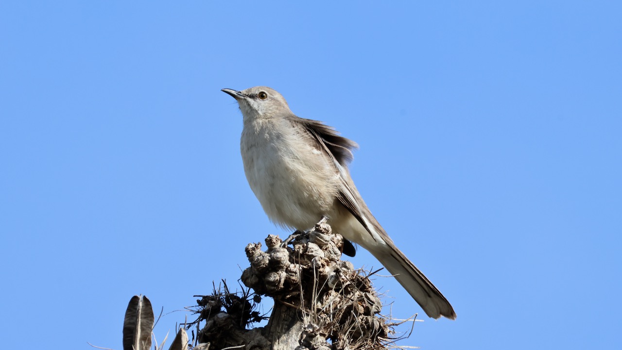 Northern Mockingbird