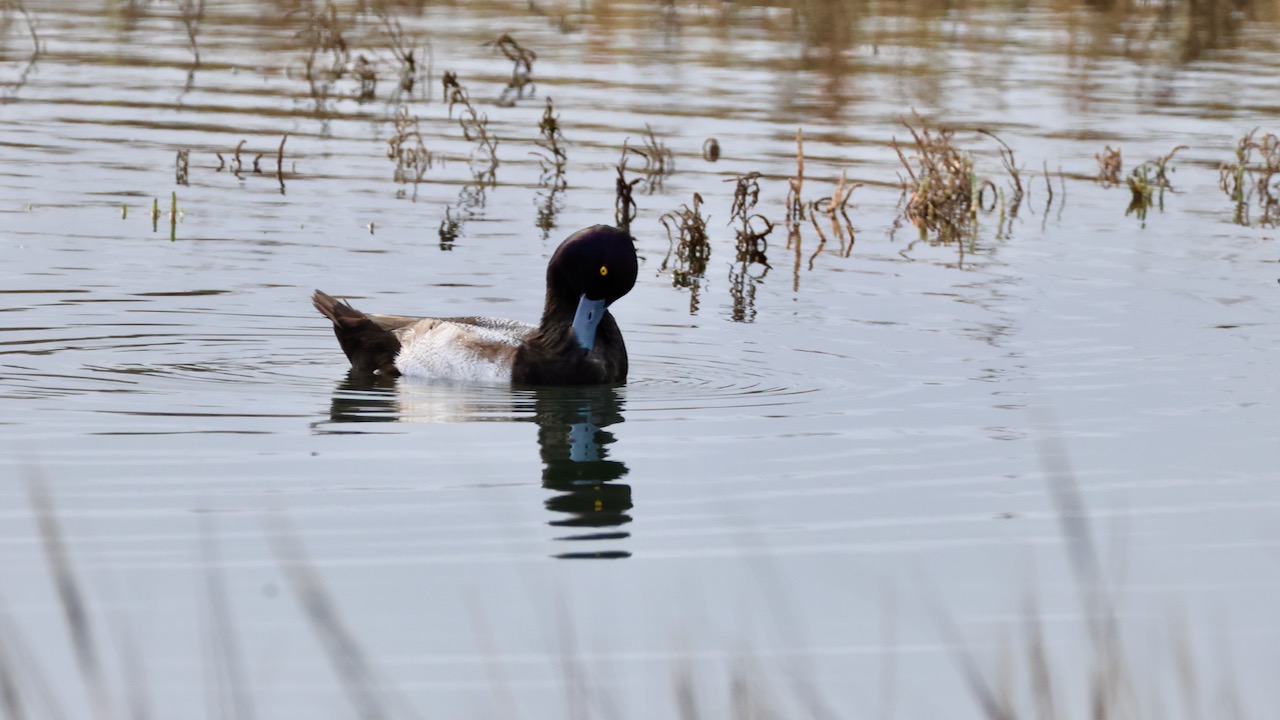 Lesser Scaup