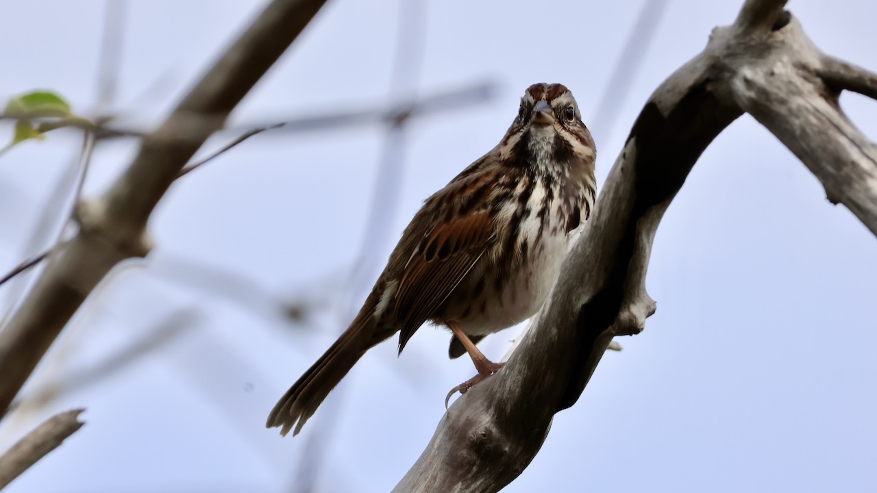 Song Sparrow