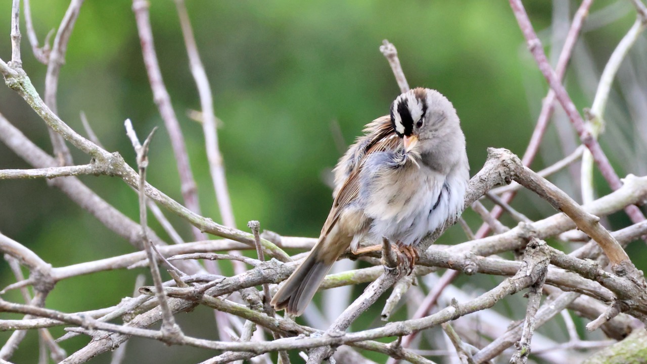 White-crowned Sparrow