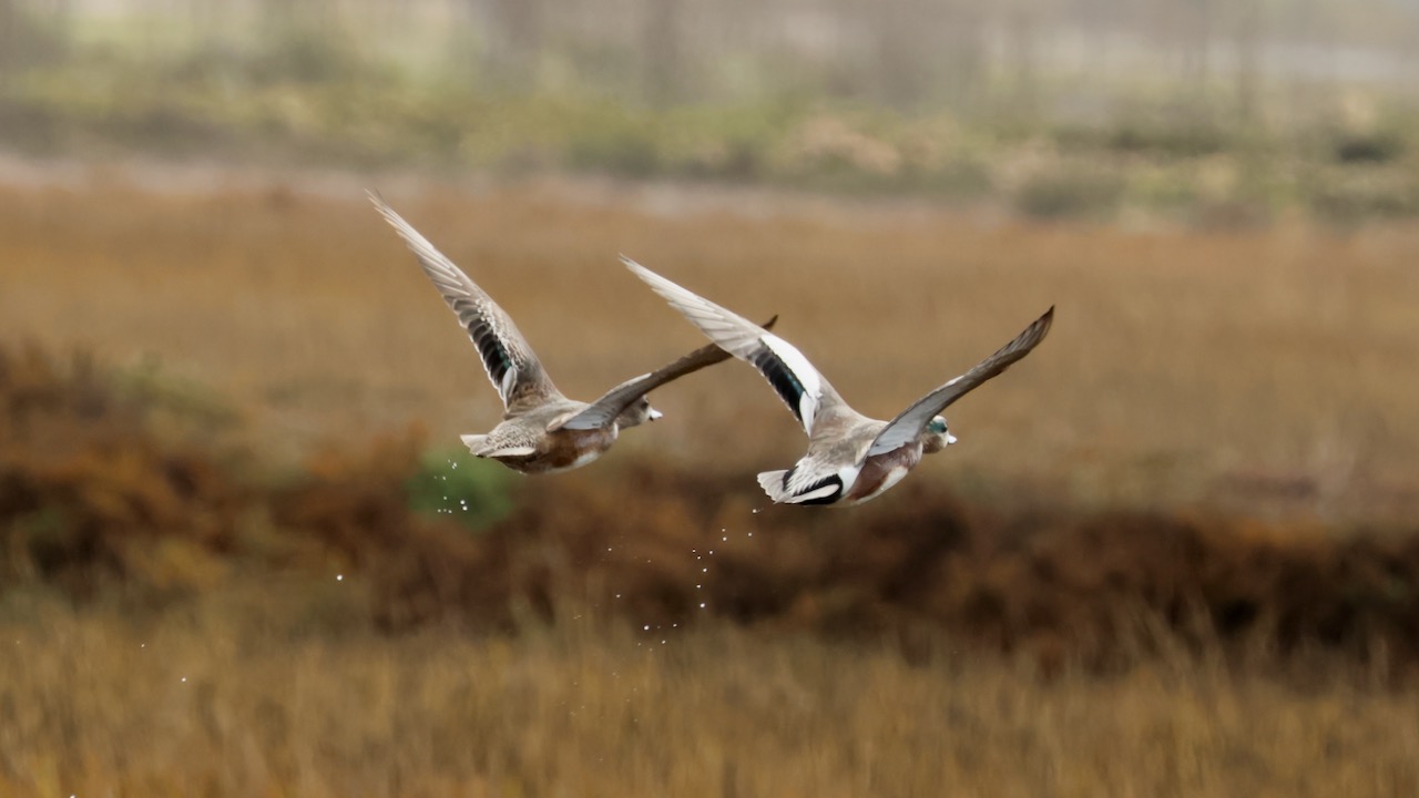 American Wigeons