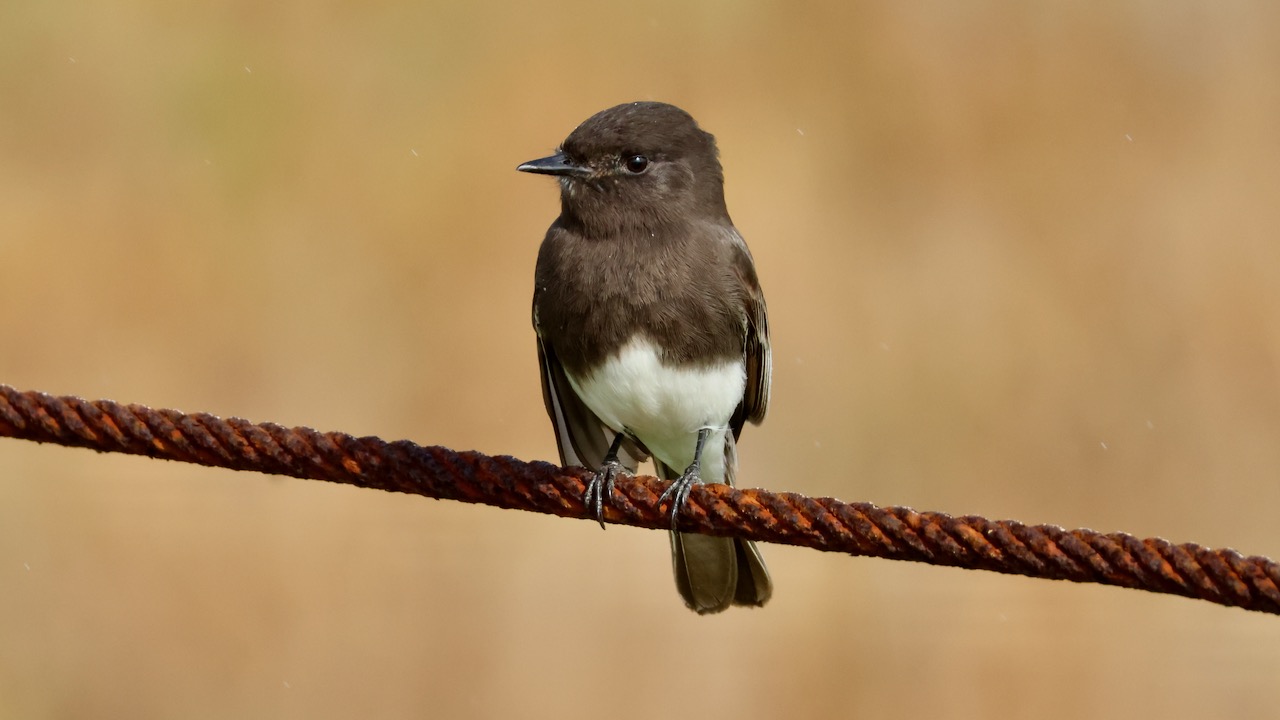 Black Phoebe