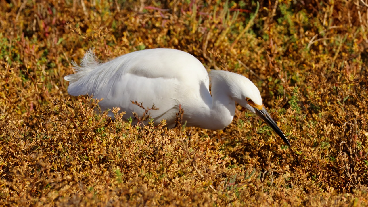 Snowy Egret