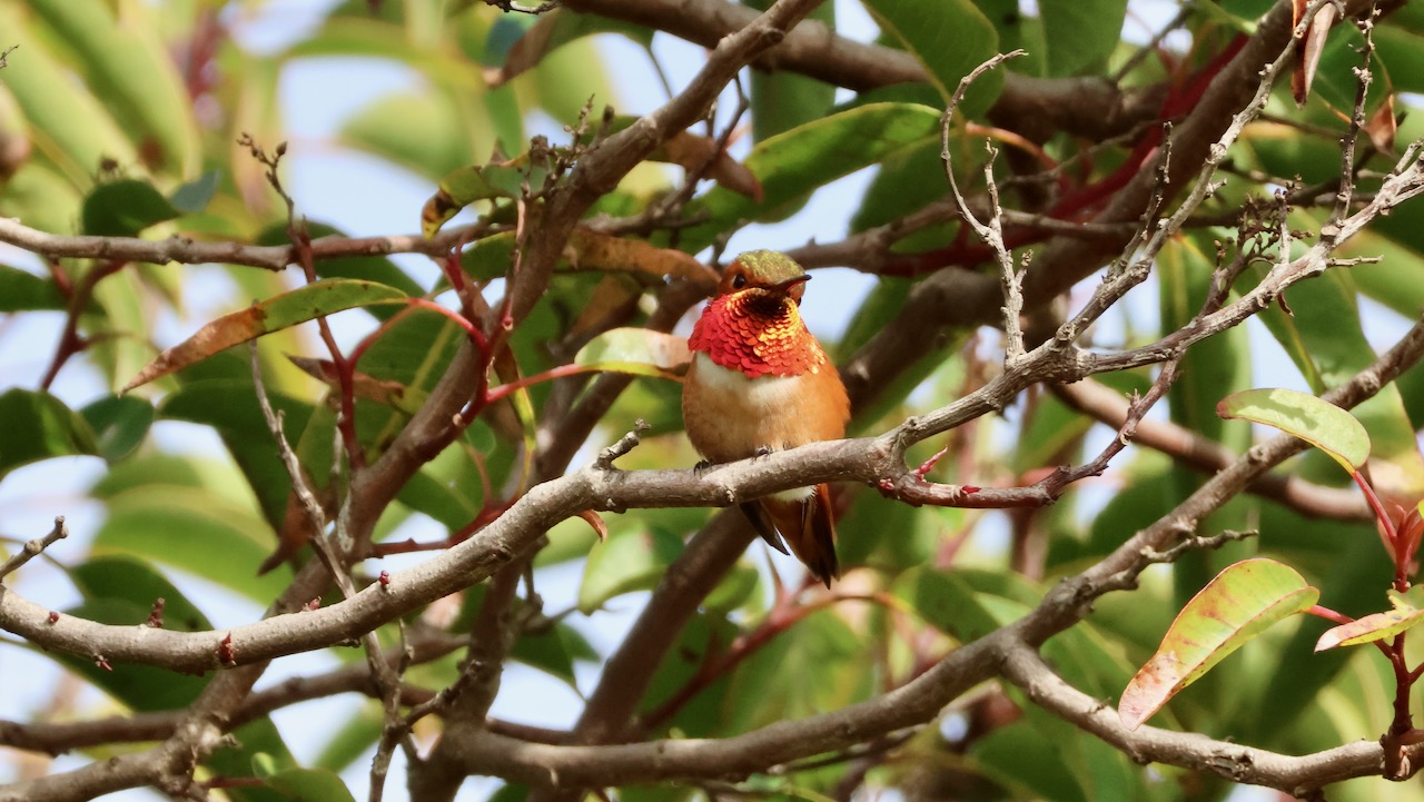 Allen’s Hummingbird