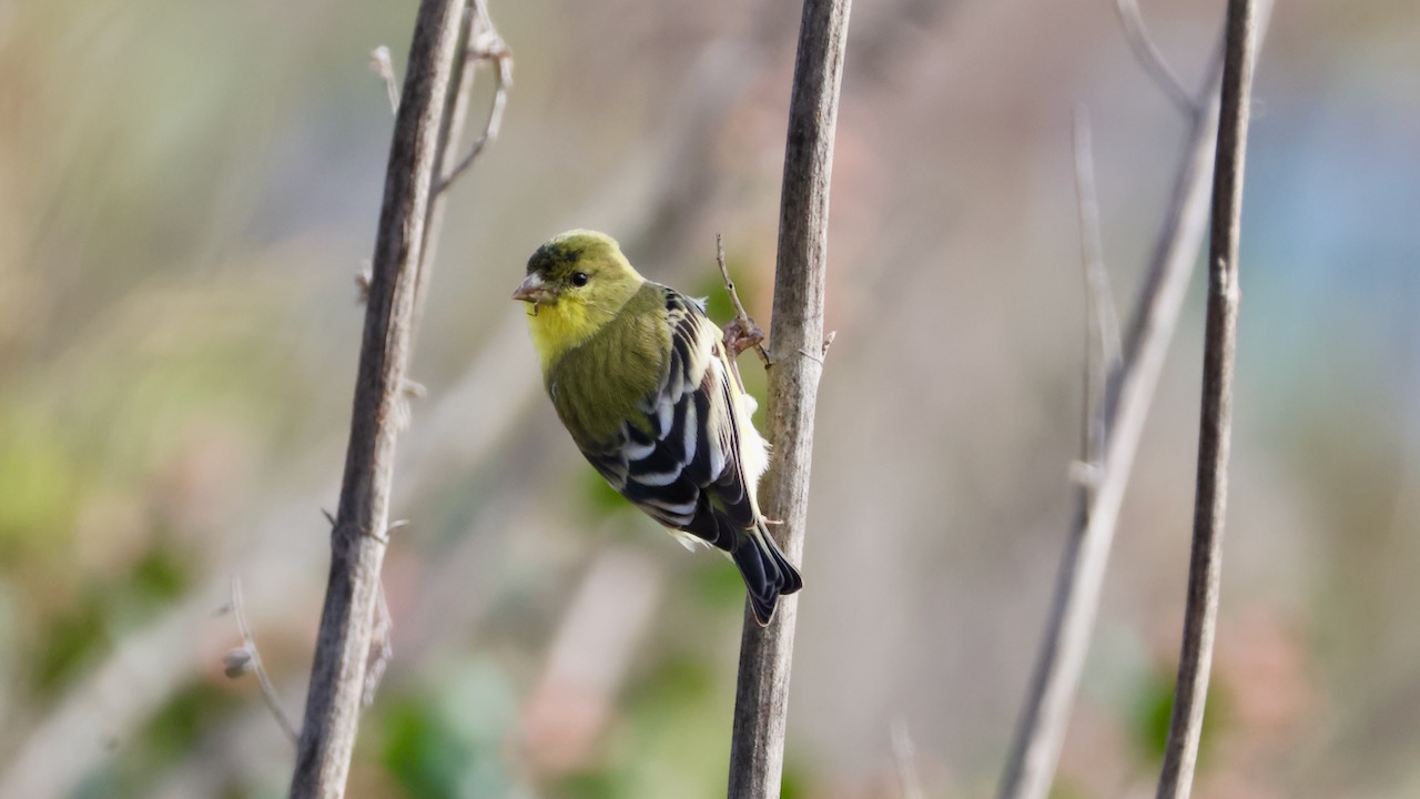 Lesser Goldfinch