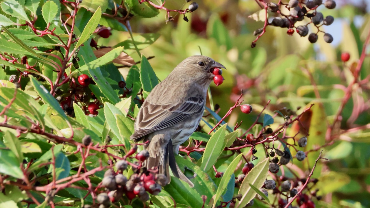 House Finch