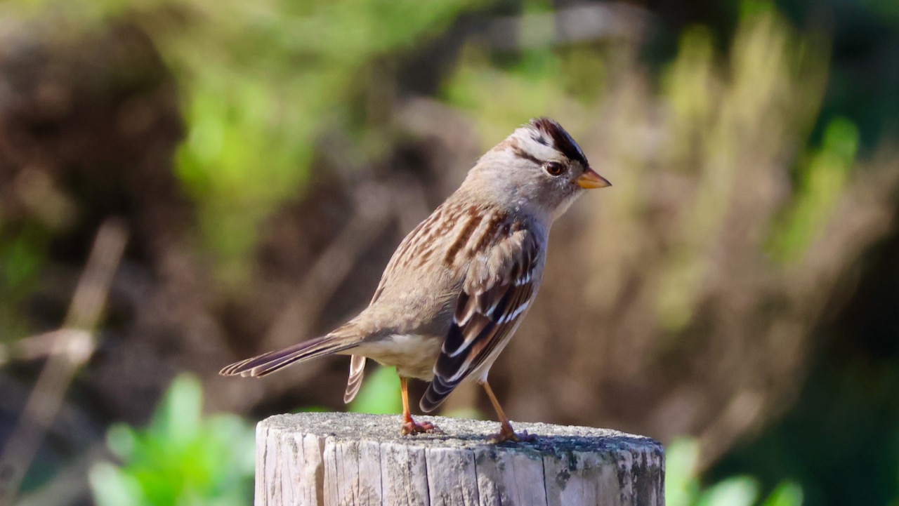 White-crowned Sparrow