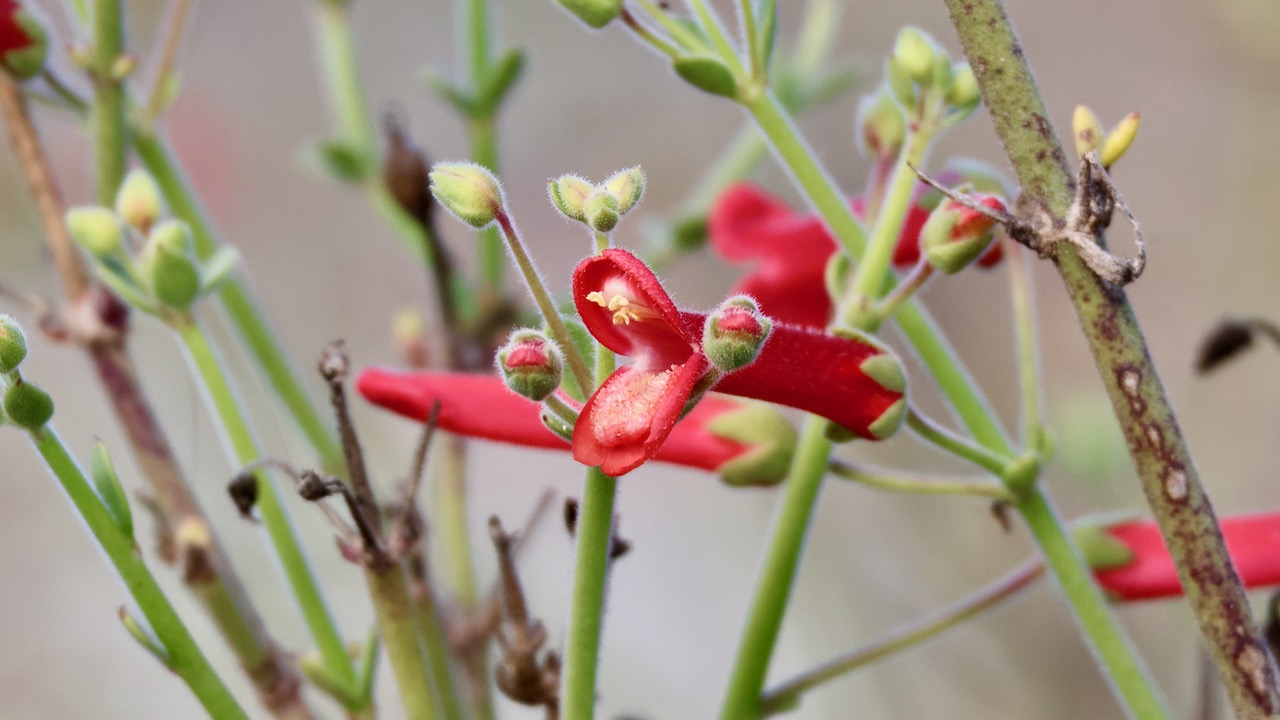 Baccharis-Leaf Beardtongue