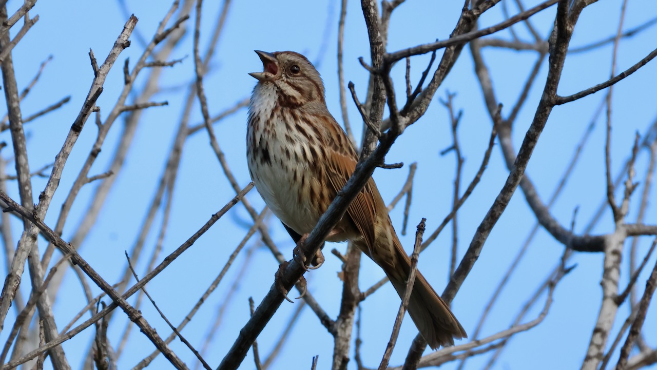 Song Sparrow