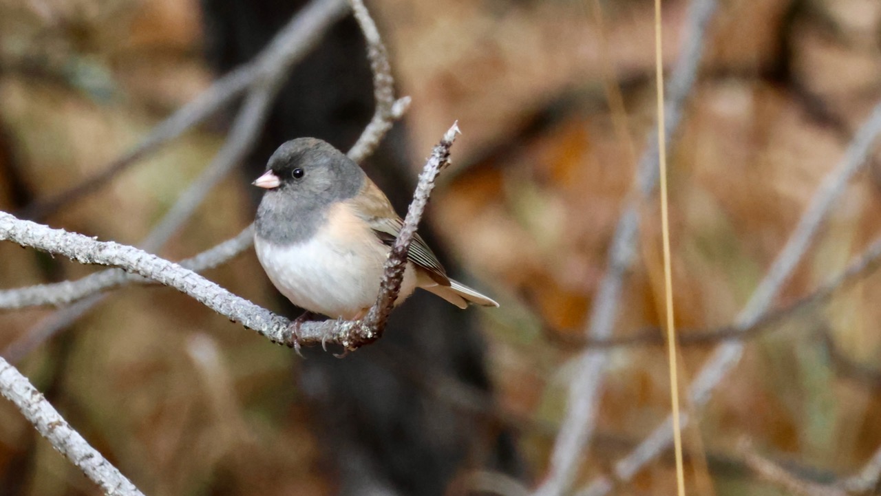 Dark-eyed Junco