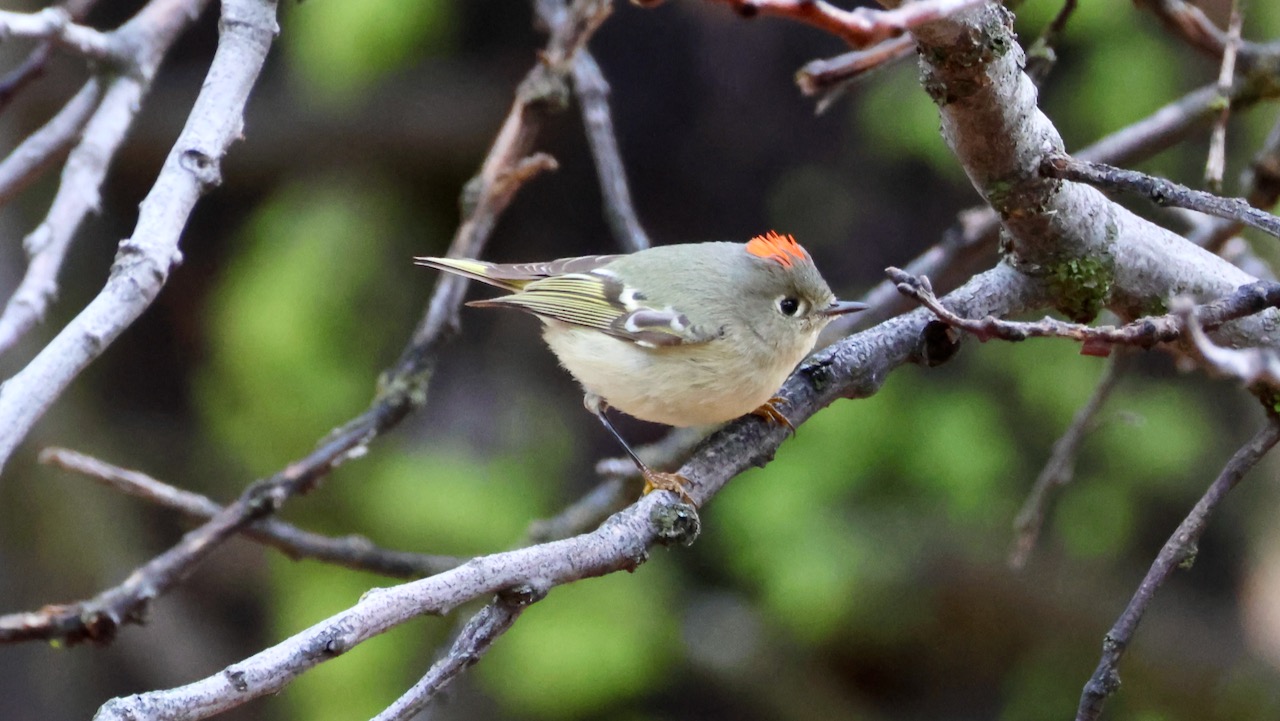 Ruby-Crowned Kinglet