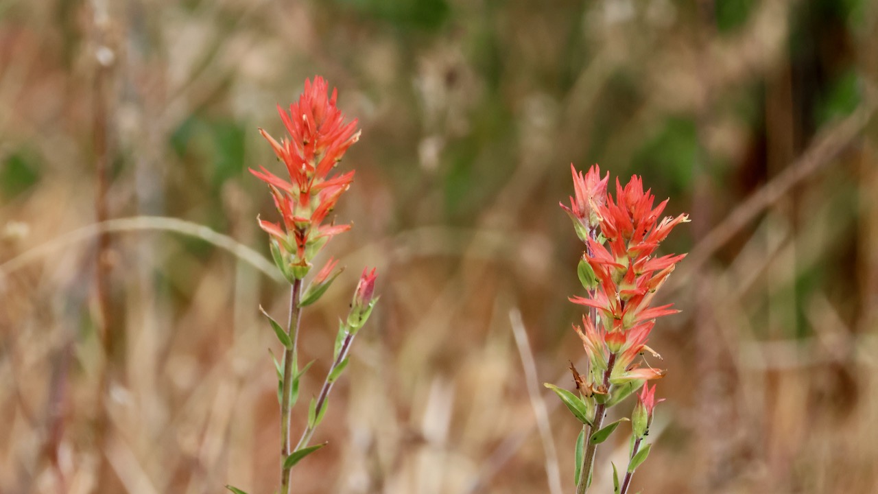 Giant red Indian paintbrush