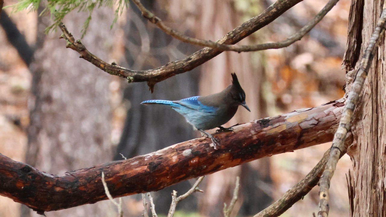 Steller’s Jay