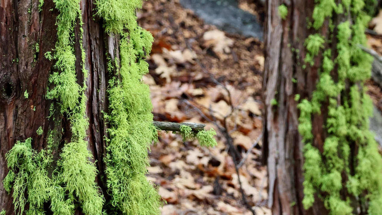 Moss Covered Tree