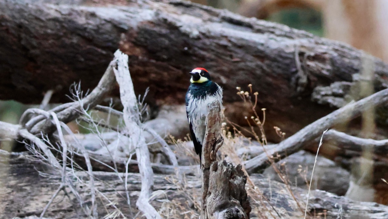 Acorn Woodpecker