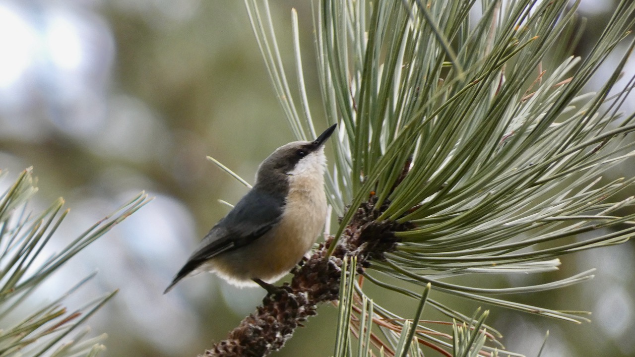 Pygmy Nuthatch