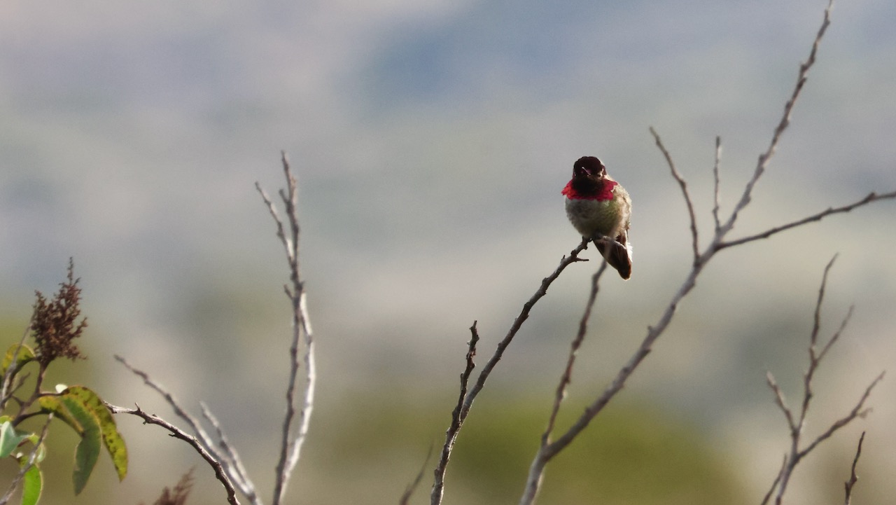 Anna’s Hummingbird