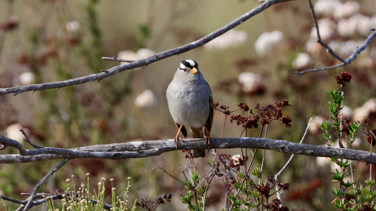 White-crowned Sparrow