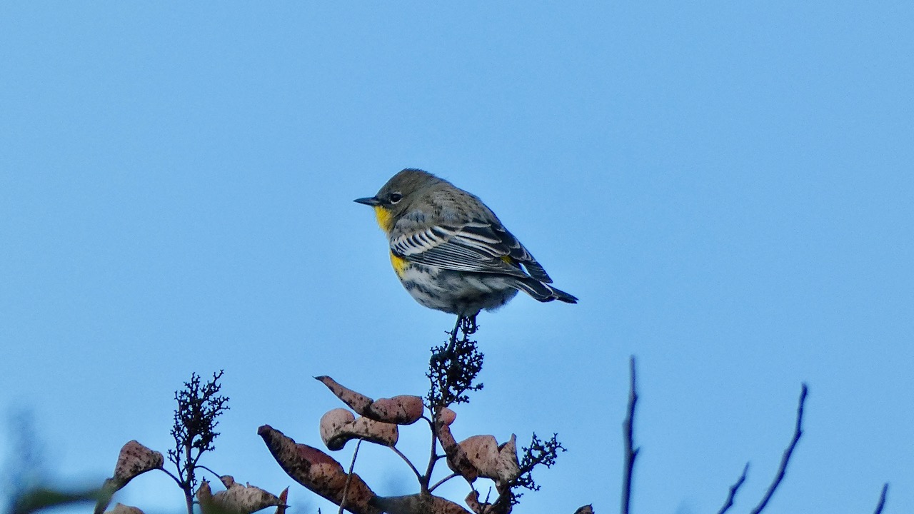 Yellow-rumped Warbler