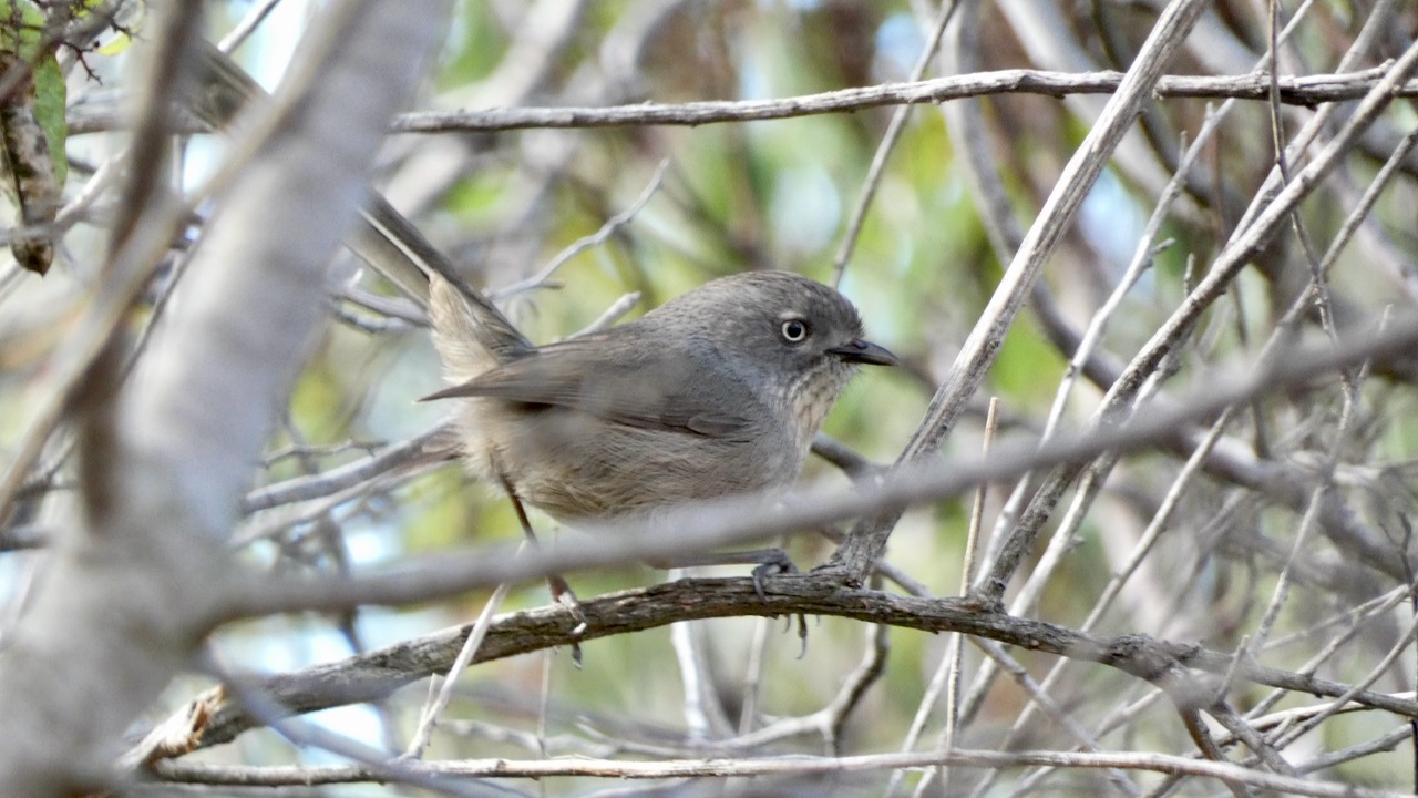 Wrentit