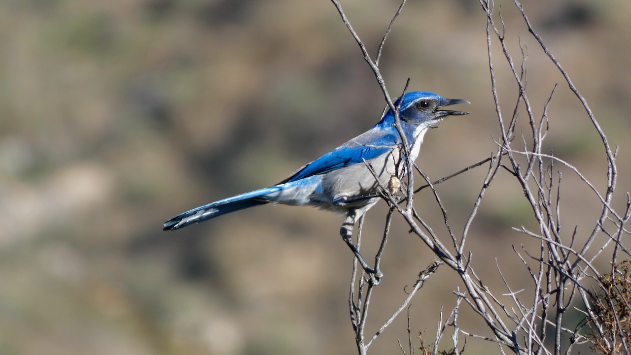 California Scrub-jay