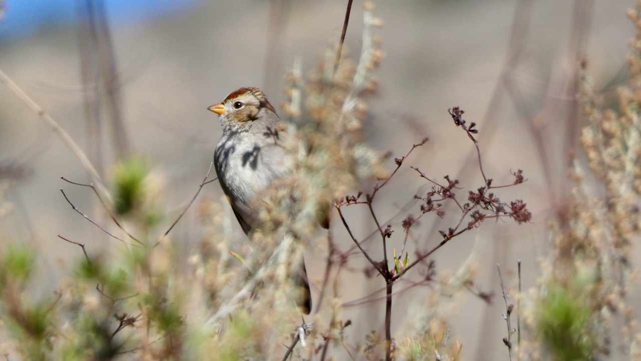 White-crowned Sparrow