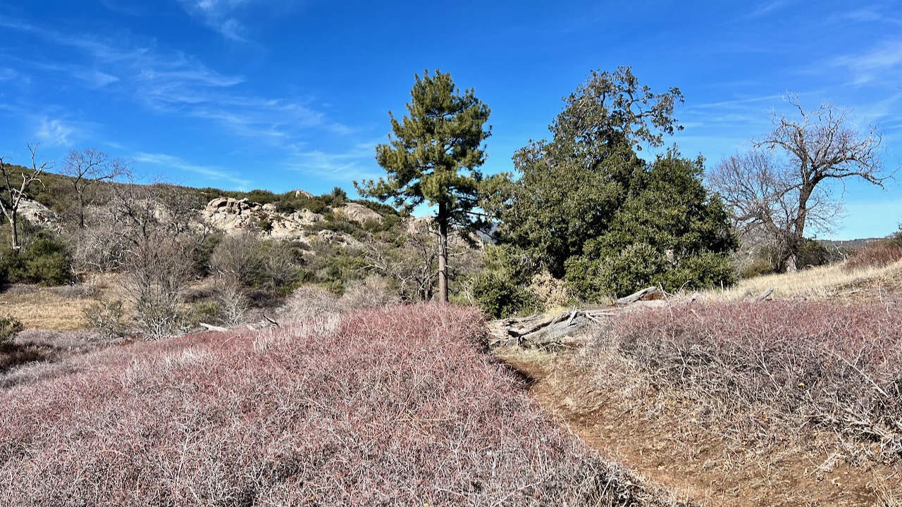 Trail View